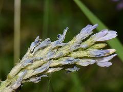 inflorescence(s)