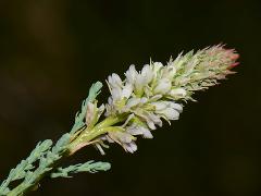 inflorescence(s)