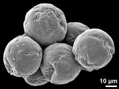 dry pollen grains