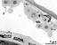 pollen wall (bottom) and tapetum cells with Ubisch bodies (U)