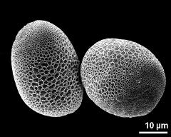 hydrated pollen grains