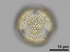 hydrated pollen,polar view