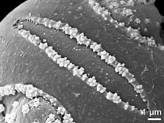 pseudocolpus