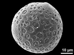 hydrated pollen grain