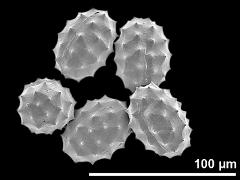 dry pollen grains