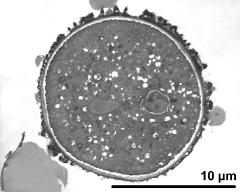 pollen grain in cross section