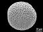 hydrated pollen grain