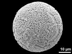 hydrated pollen grain