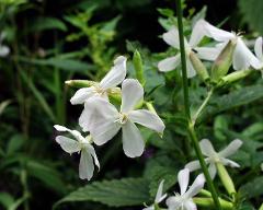 flowers of Saponaria officinalis
