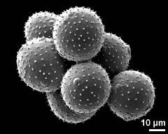 dry pollen grains