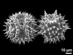 dry pollen grains