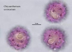 hydrated pollen