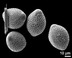 hydrated pollen grains