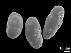 hydrated tetrads