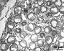 cross section of pollen grains