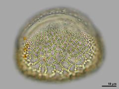 polar view,hydrated pollen