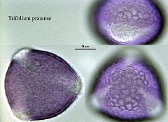 hydrated pollen