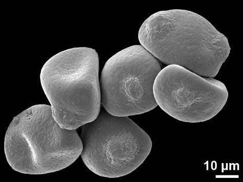 dry pollen
