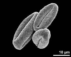 dry pollen grains