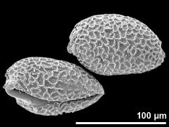 dry pollen grains