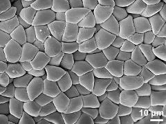 tetrads and monads (forming pollinium)