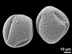 dry pollen grains