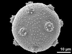 hydrated pollen grain