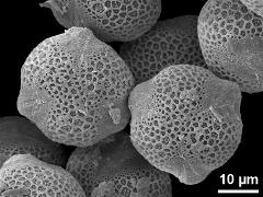 hydrated pollen