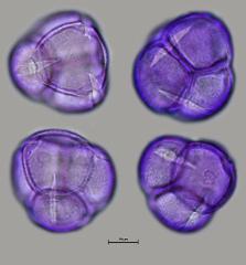 hydrated pollen