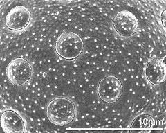 exine surface and apertures