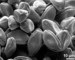 dry pollen grains