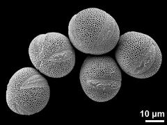 hydrated pollen grains