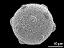 hydrated pollen grain