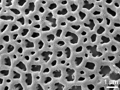 exine surface