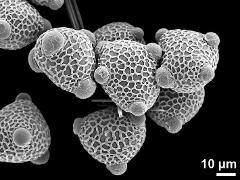 dry pollen grains