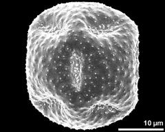 dry pollen grain in equatorial view