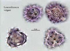 hydrated pollen