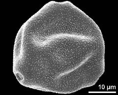 polar view (dry pollen grain)