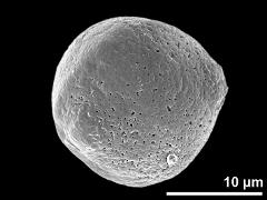 hydrated pollen grain