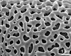 exine surface