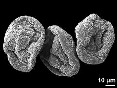 dry pollen grains