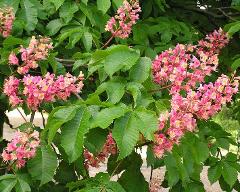 inflorescence of Aesculus carnea