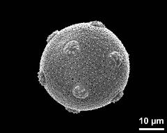 hydrated pollen grain