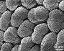 hydrated tetrads (forming pollinium)