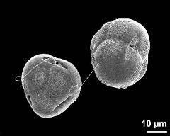 hydrated tetrads with viscin threads