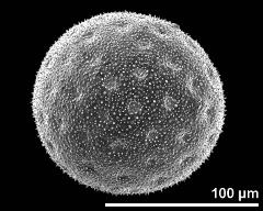 hydrated pollen grain