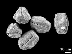 dry pollen grains