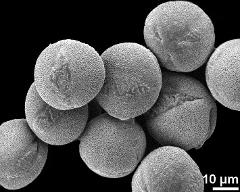 hydrated pollen grains