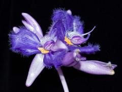 flowers of Cochliostema odoratissimum