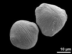 hydrated pollen grains